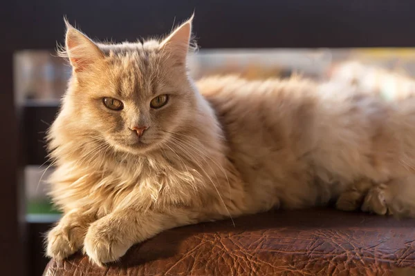 Ginger Cat Balcon Tiempo Soleado —  Fotos de Stock