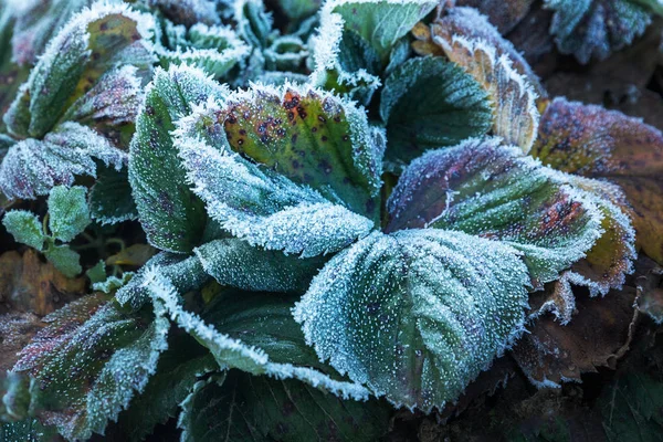 Çilek ilk frost ile kapalı bırakır.