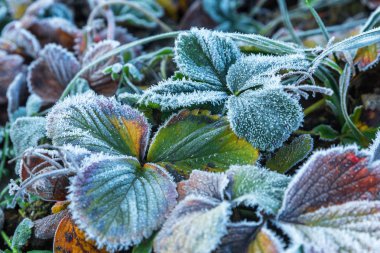 Çilek ilk frost ile kapalı bırakır.