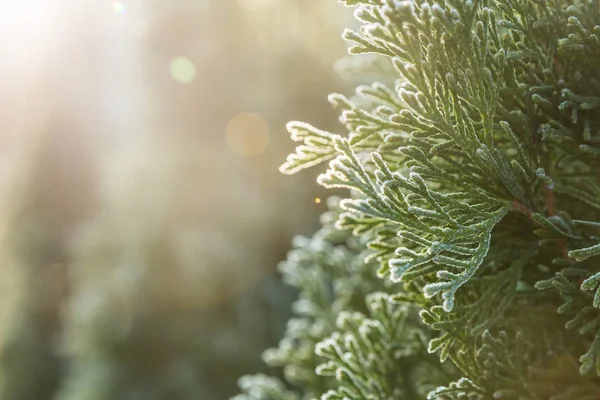 Thuja during the first frost. Frosted, white. Sunny morning. Bokeh.