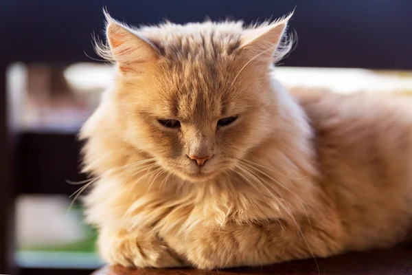 Ginger Cat Balcon Tiempo Soleado — Foto de Stock