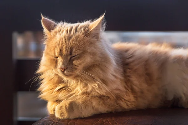 Ginger Cat Balcon Tiempo Soleado —  Fotos de Stock