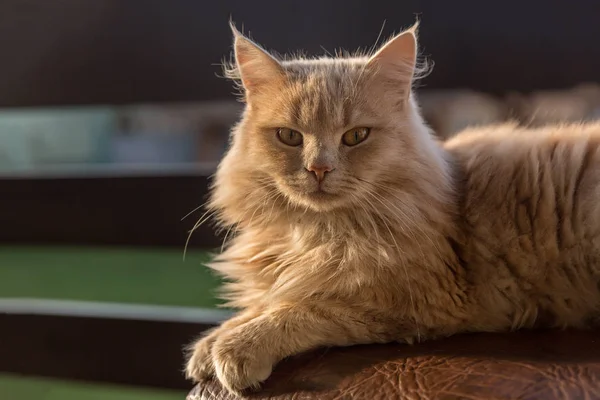 Ginger Cat Balcon Soligt Väder — Stockfoto