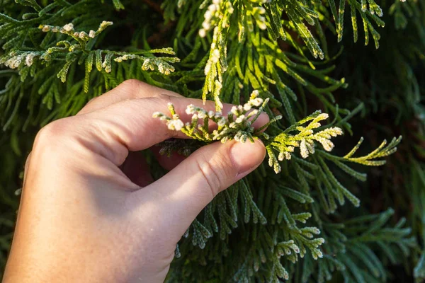 Thuja Pendant Première Tenue Gel Par Main Des Femmes Glacé — Photo