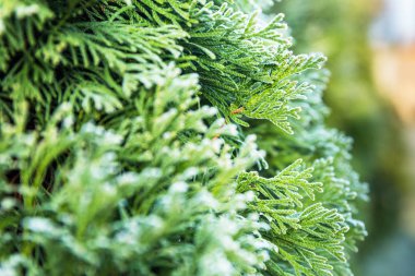 Mazı (bitki) ilk Don sırasında. Süslü, beyaz. Güneşli sabah. Bokeh.