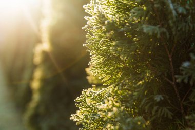 Mazı (bitki) ilk Don sırasında. Süslü, beyaz. Güneşli sabah. Bokeh.