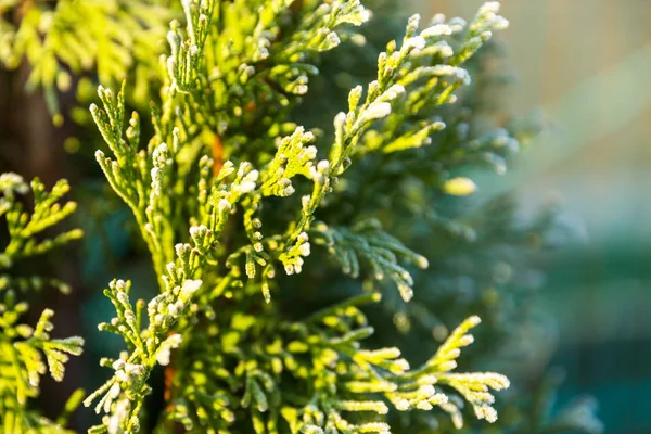 Thuja Pendant Première Gelée Glacé Blanc Matin Ensoleillé Bokeh — Photo