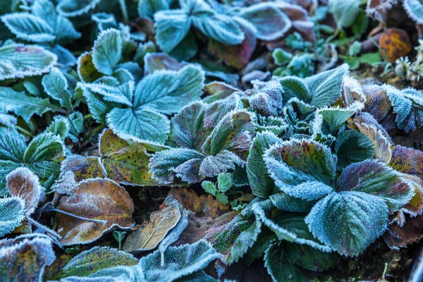 Feuilles Fraise Recouvertes Premier Gel — Photo