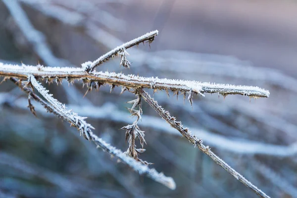 Frozen branch. First frost. The beginning of winter.