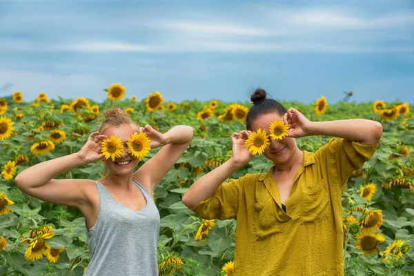 Girls cover their eyes with flowers of sunflowers. Two friends laugh and play in a field of sunflowers.