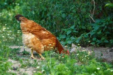 renkli tavuklar üzerinde ücretsiz bir aralığı otlatma