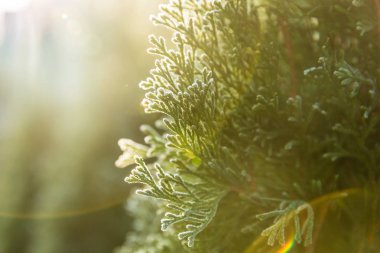 Mazı (bitki) ilk Don sırasında. Süslü, beyaz. Güneşli sabah. Bokeh.