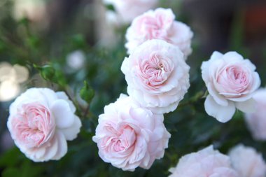 Bahçedeki çiçekleri pembe gül. Kopya alanı.