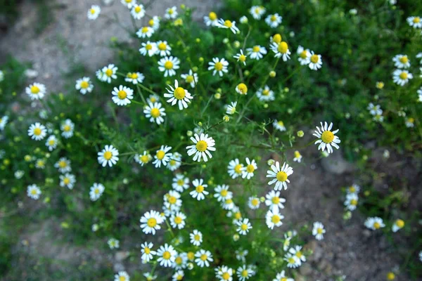 Kamillenblüten Auf Einem Feld Einem Sonnigen Tag — Stockfoto