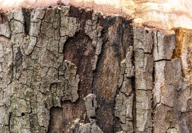 Ahşap kabuk kırık. Kahverengi doku.