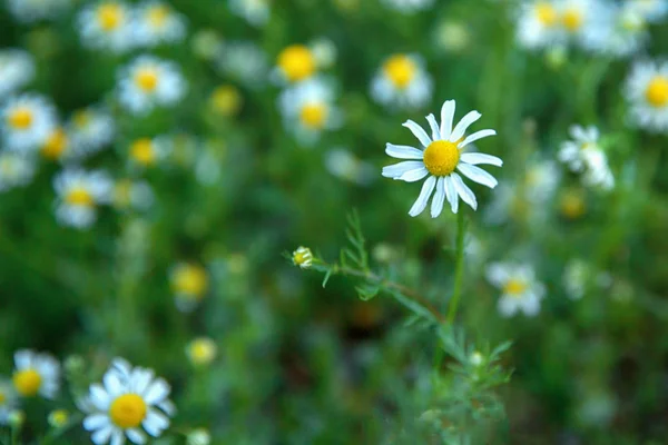 Kwiaty Rumianku Polu Słoneczny Dzień Bliska Kopiować Miejsca — Zdjęcie stockowe