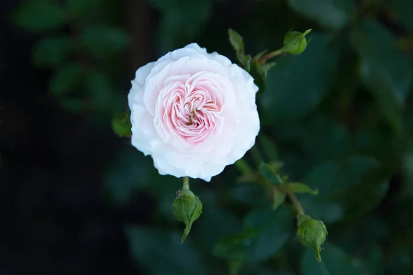 Bahçedeki Çiçekleri Pembe Gül Kopya Alanı — Stok fotoğraf