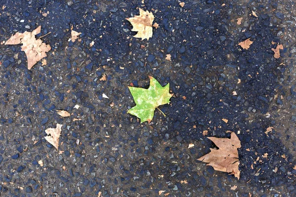 Hoja Verde Sobre Fondo Asfalto Fondo Otoño Espacio Copia —  Fotos de Stock