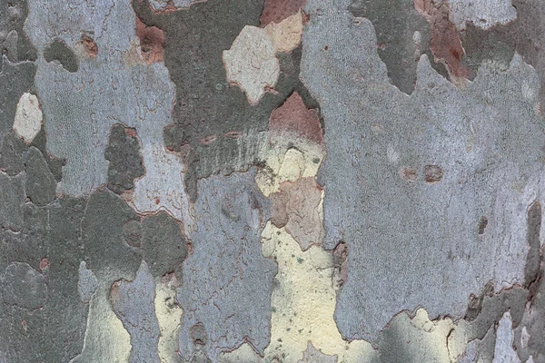 Tekstury Pniu Klon Kolorowy — Zdjęcie stockowe