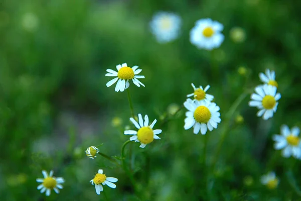 Fiori Camomilla Campo Una Giornata Sole Chiudi Copia Spazio — Foto Stock