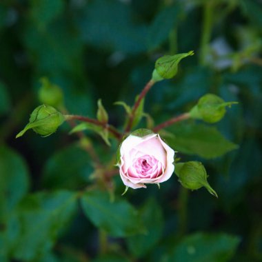 Bahçedeki çiçekleri pembe gül. Kopya alanı.