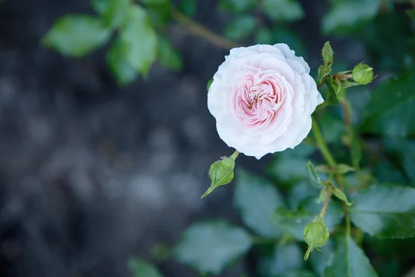 Kwiaty Różowe Róże Ogrodzie Miejsce — Zdjęcie stockowe