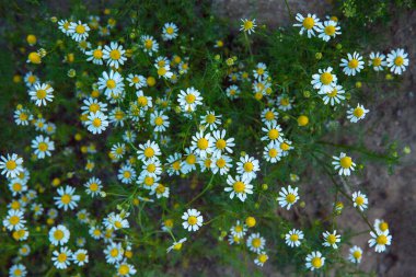 Güneşli bir günde bir tarlada papatya çiçekler.