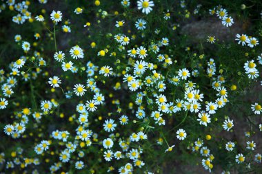 Güneşli bir günde bir tarlada papatya çiçekler.