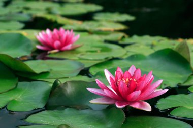 Pembe nilüfer çiçeği gölette