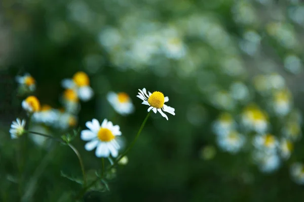 Fiori Camomilla Campo Una Giornata Sole Chiudi Copia Spazio — Foto Stock