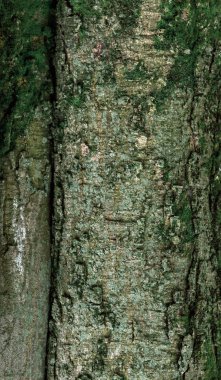 Kalın, eski ahşap ağaç yosun kaplı.