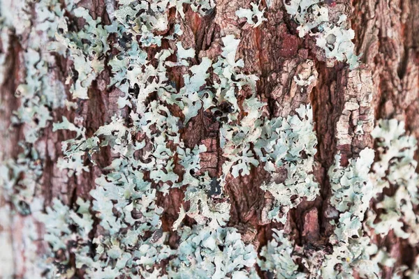 Lichens Hongos Corteza Árbol —  Fotos de Stock