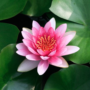 Yapraklı güzel pembe nilüfer çiçeği.