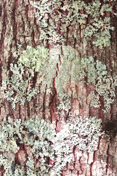 Lichens Hongos Corteza Árbol —  Fotos de Stock