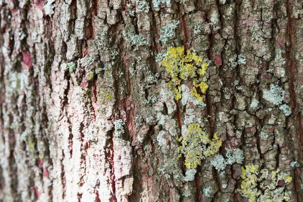 Λίχνη Και Μύκητες Στο Φλοιό Ενός Δέντρου — Φωτογραφία Αρχείου