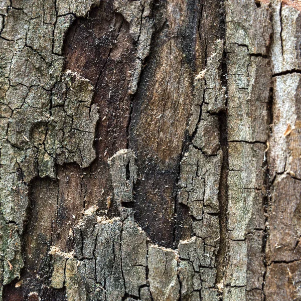 裂开的木树皮 棕色纹理 — 图库照片