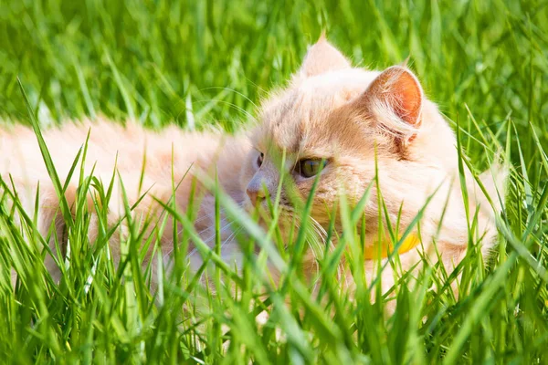 Gengibre gato doméstico adulto sentado na grama e olhando para a câmera — Fotografia de Stock