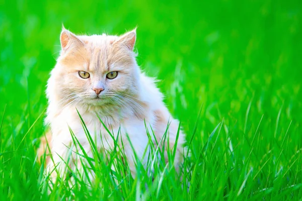 Gengibre gato doméstico adulto sentado na grama e olhando para a câmera — Fotografia de Stock