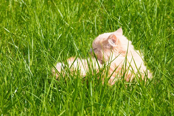 Gengibre gato doméstico adulto sentado na grama e olhando para a câmera — Fotografia de Stock