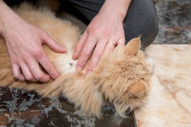 İnsanlar kedi kürkünde kene seçerler.