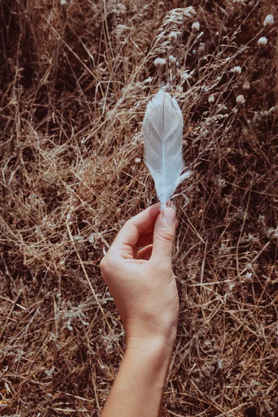 Tender Female Hand Holding Flat White Feather Dry Grass Backgroung — Stock Photo, Image