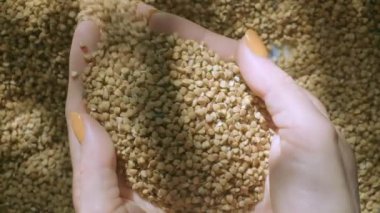 Kadın el alarak avuç basmati pirinç doğal ışık