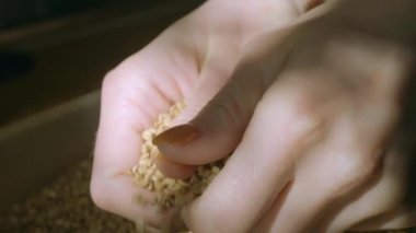 Kadın el alarak avuç basmati pirinç doğal ışık