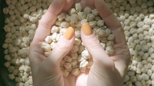 Woman Hand Taking Handful Chickpea Natural Light — Stock Video