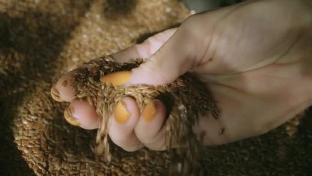 Mulher Mão Tomando Punhado Arroz Basmati Luz Natural — Vídeo de Stock