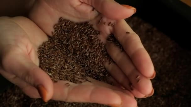 Woman Hand Taking Handful Line Seeds Natural Light — Stock Video