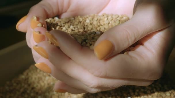 Kadın Alarak Avuç Basmati Pirinç Doğal Işık — Stok video