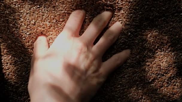 Mulher Mão Tomando Punhado Sementes Linha Luz Natural — Vídeo de Stock