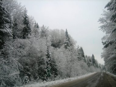 Isliyizli bir kış gününde derin ormanda asfalt yol.