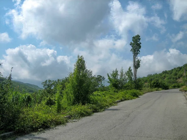 Wąska droga asfaltowa na gorącym słoneczny dzień przeszłości wiecznie zielone drzewa — Zdjęcie stockowe